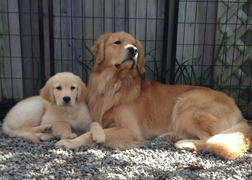 Luchan Goldens Golden Retrievers Toronto Canada