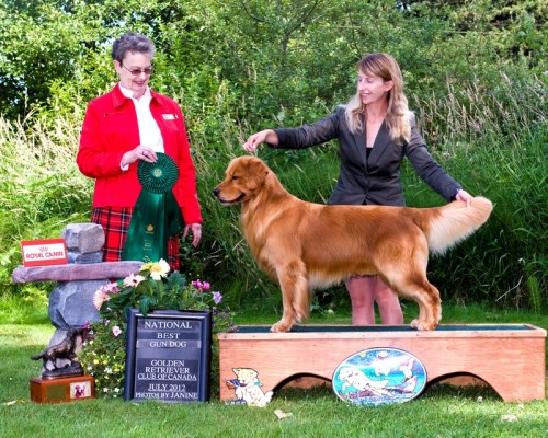 best gun dog grcc national july 2012